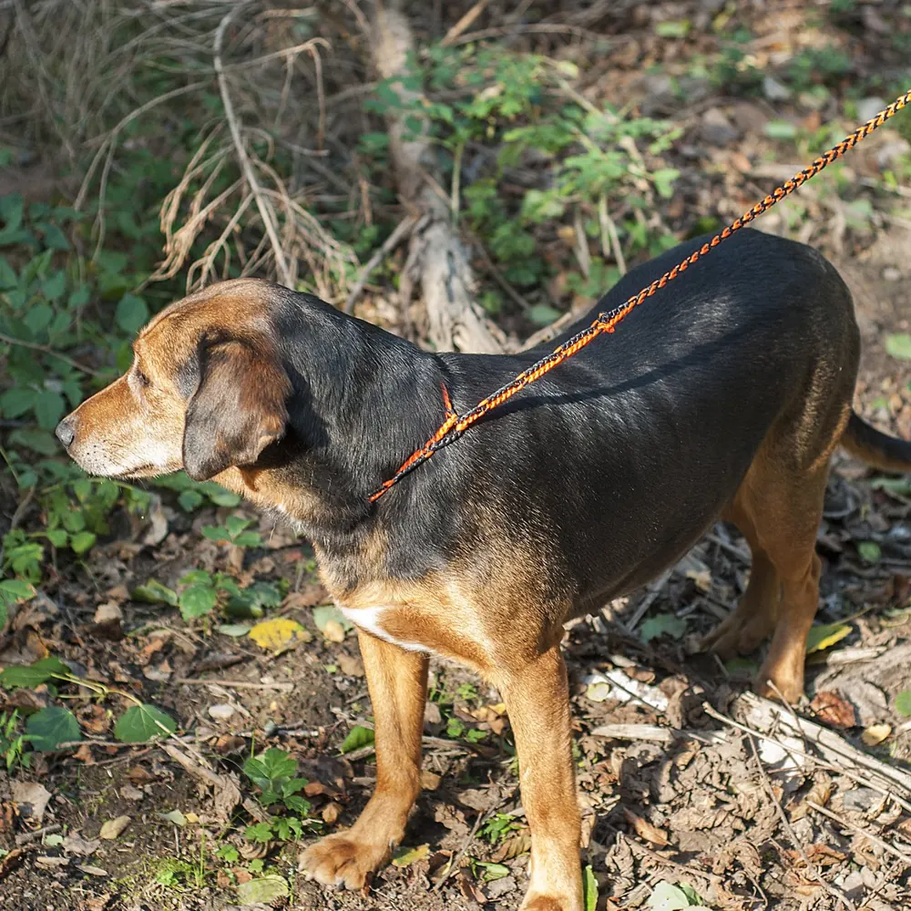 The hunting leash in the forest